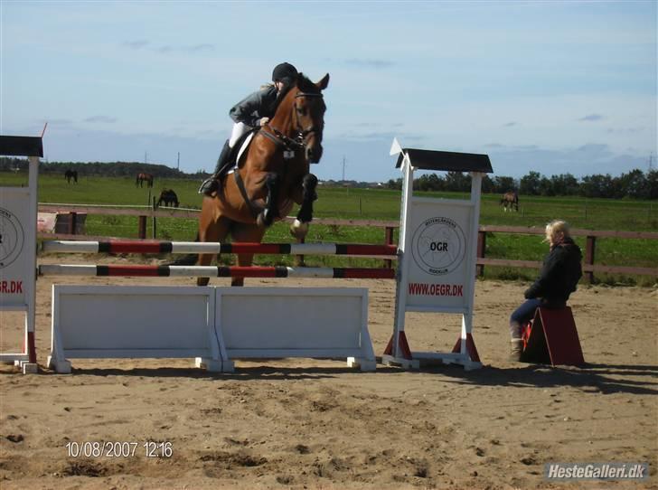 Hannoveraner Amira. billede 10