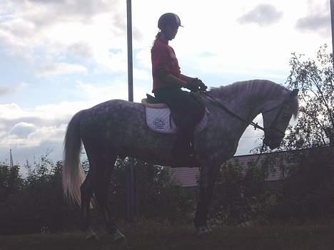 Anden særlig race Misty Way "Tommy" (solgt) - Skritter av på haugen etter trening.  billede 19