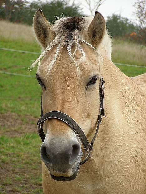 Fjordhest Jackie billede 3