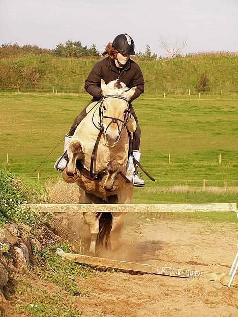 Fjordhest Jackie billede 4