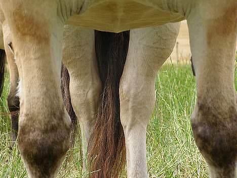 Fjordhest Jackie billede 9