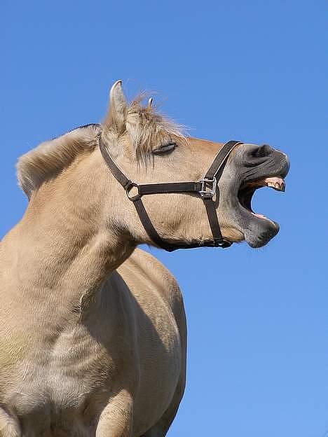 Fjordhest Jackie billede 11