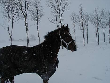 Anden særlig race Freja (solgt) - Snebillede af pony´pigen hjemme hos hendes nye ejer billede 9