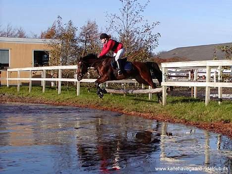 Anden særlig race Freja (solgt) - En hubertusjagt på Kallehavgaard. Noget af det hyggeligste :) billede 10