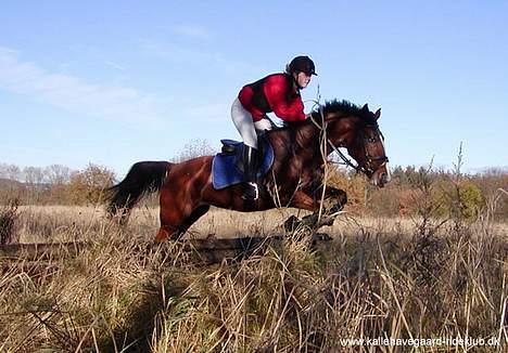 Anden særlig race Freja (solgt) - Hubertusjagt billede 11