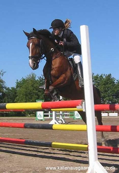 Anden særlig race Freja (solgt) - Den pony kan bare! billede 12