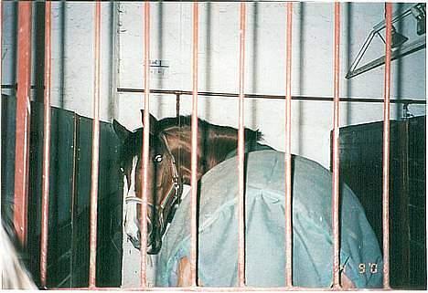 Anden særlig race Freja (solgt) - Den dag hun blev min.. for mange mange år siden billede 13