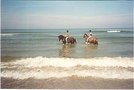 Anden særlig race Freja (solgt) - På stranden og ude at svømme.. jubii billede 14
