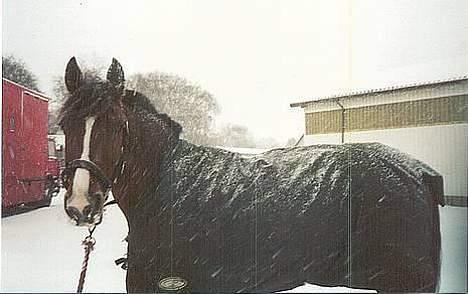 Anden særlig race Freja (solgt) - Smukke´pigen i sneen :) billede 15
