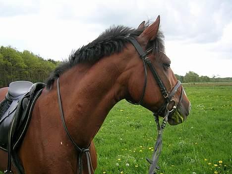 Anden særlig race Freja (solgt) - Der er et eller andet spændende i baggrunden.. Sidste dag jeg havde hende billede 16
