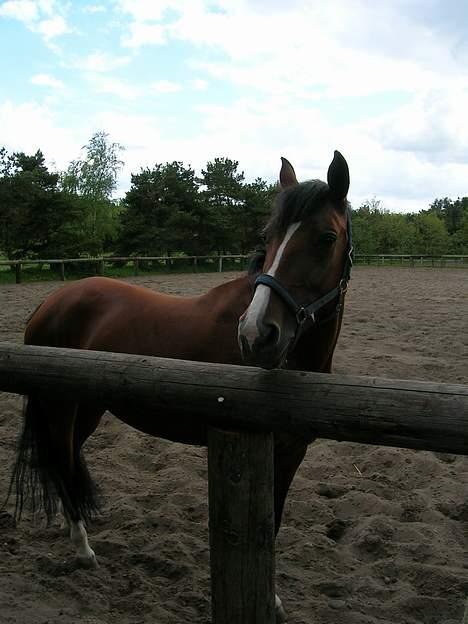 Anden særlig race Freja (solgt) - Hun er da sød når hun bare står og "hænger ud"... sidste dag jeg havde hende billede 18