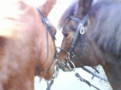 New Forest Mitzi  Solgt! R.I.P - savnet <3´ billede 9