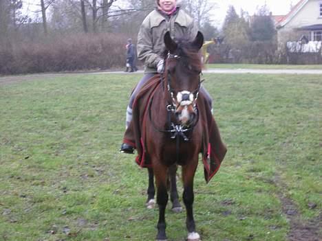 New Forest Mitzi  Solgt! R.I.P - savnet<3 billede 11