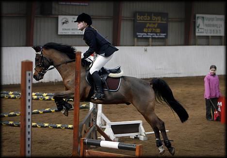 Anden særlig race Branco<3Solgt:'( - branco til stævne i Stevnstrup rideklub<3 (første stævne) billede 1