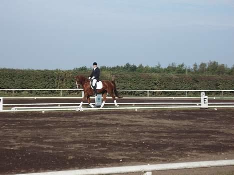 Dansk Varmblod Delacy Harkjær DH billede 17