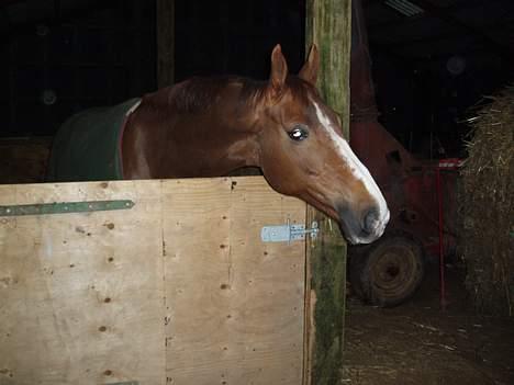 Dansk Varmblod Delacy Harkjær DH - I den nye boks hjemme ved kæresten billede 18