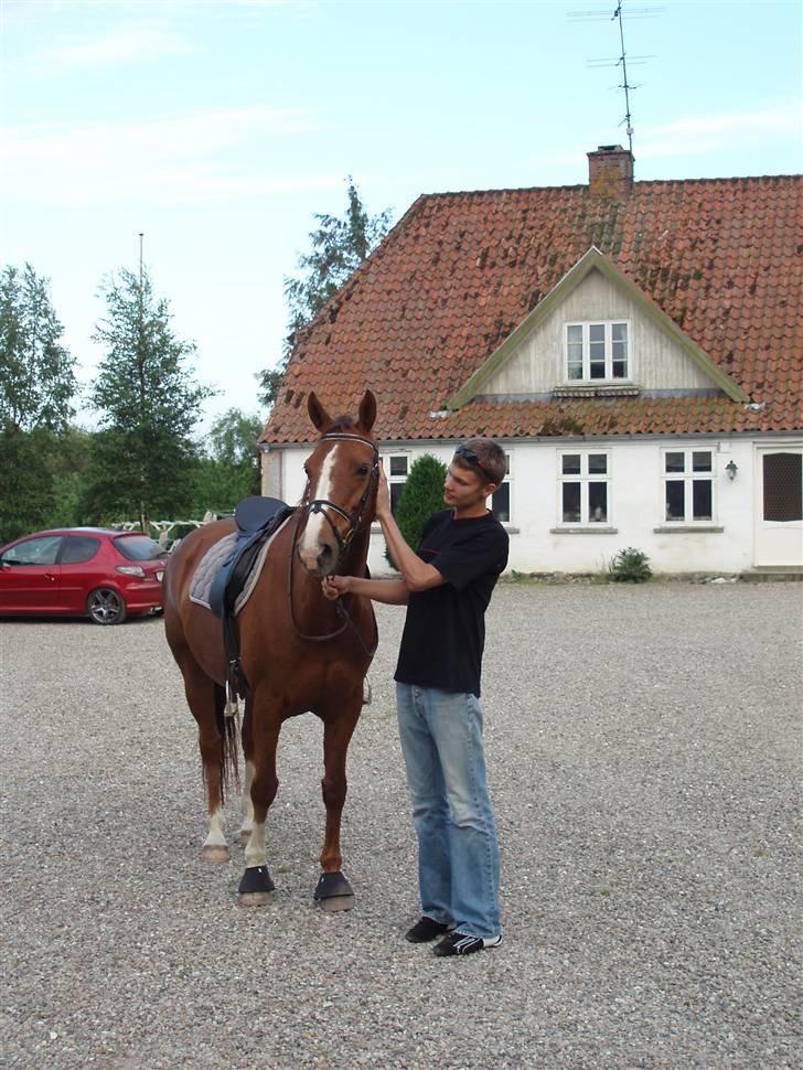 Dansk Varmblod Delacy Harkjær DH - Min kæreste elske hende.  billede 19