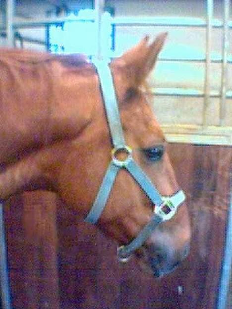 Dansk Varmblod Lazall Harkjær (pinki) - Hehe ny grime billede 9