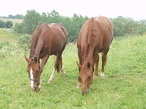 Dansk Varmblod Lazall Harkjær (pinki) - Mor og søn billede 10
