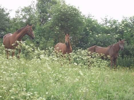 Dansk Varmblod Lazall Harkjær (pinki) - På fold med mor og mormor billede 11