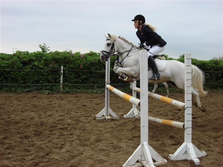 Welsh Partbred (Sec F) Emdegårdens Herculessolgt - opvarmning til LB (springet er 1 meter) - pernille og hercules billede 13