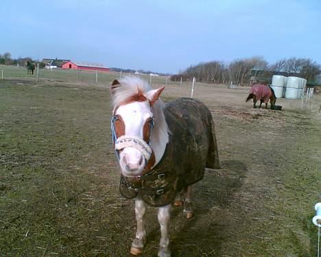 Anden særlig race Candy-gamel part - Ej emma, du mener ikk du kommer og henter mig nu, så vi skal ind og ride vel ? /: billede 3