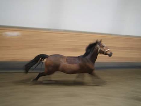 Anden særlig race Cashmere  - Super´Duper Hurtig.. wrrrrumm billede 8