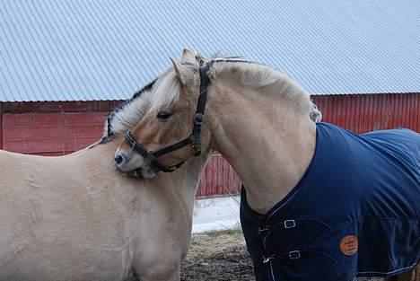 Fjordhest Jackie - Nord og jackie<´3 billede 14