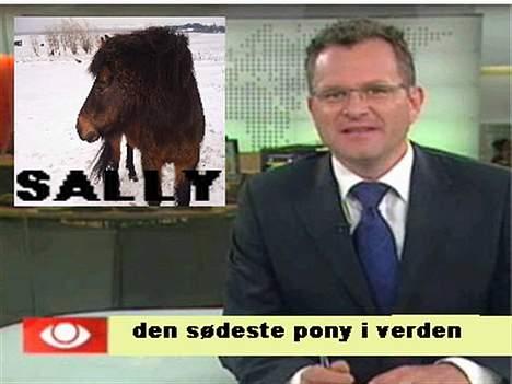 Dartmoor Sally <3 - Så kom Sally i Tv-avisen =] billede 8