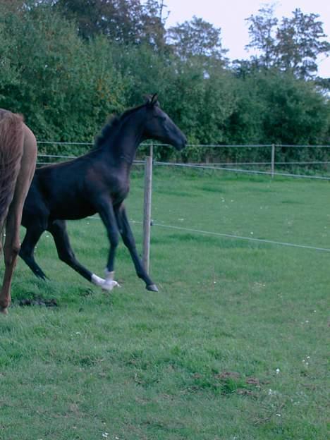 Dansk Varmblod Jalapeño Z - Vooops hovsa der gled jeg vidst... 5 mdr. gammel og fuld af spilopper. billede 7