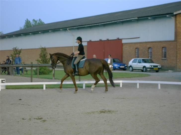 Dansk Varmblod Jalapeño Z - Her er min mor, snøft jeg savner hende lidt, verden er så stor uden hende... billede 8