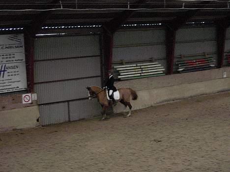 Dansk Varmblod Red' magic   R.I.P. billede 7