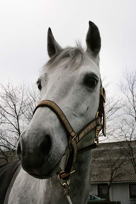 Hollandsk Sportspony | Rainy Lake (solgt 07) - Du så smuk min skat<3 billede 17