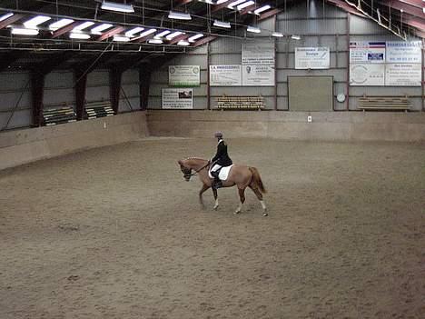 Dansk Varmblod Red' magic   R.I.P. billede 8