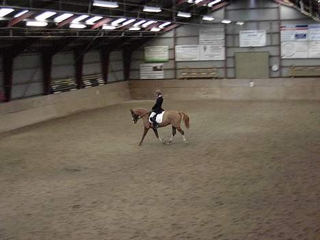 Dansk Varmblod Red' magic   R.I.P. billede 9