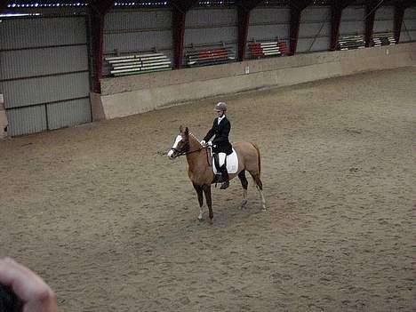 Dansk Varmblod Red' magic   R.I.P. billede 10