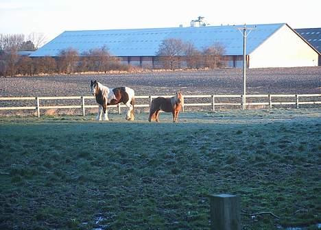 Irish Cob *O`MALLEY*  † R.I.P. † - Malle og Silke billede 9