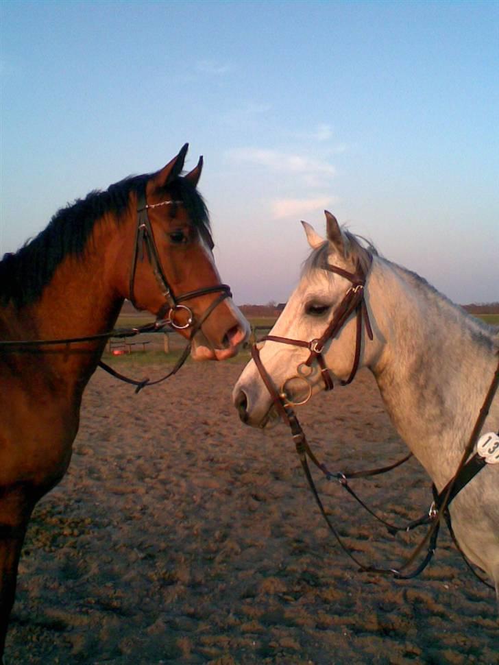 Hollandsk Sportspony | Rainy Lake (solgt 07) - Zezam og Rainy<3 Stjerne billede! billede 18