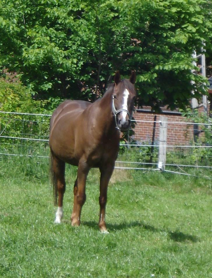 Anden særlig race Malaika R.I.P - hygge på folden (: - sommer 2008 billede 10