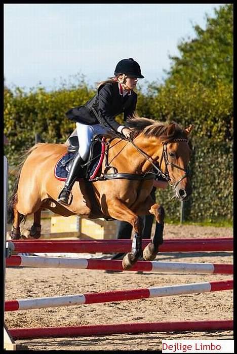 Irsk Sportspony Limbo  - Uhh din smukke hest , elsker dig mer for hver sek. <333´ billede 7