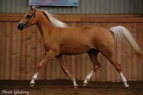 Palomino Shulay Glitz n'Gold - Til kåring billede 1