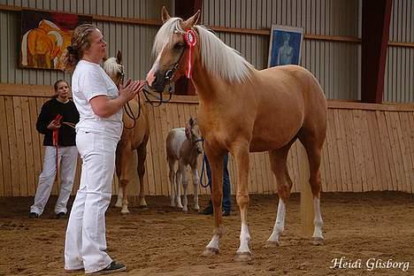 Palomino Shulay Glitz n'Gold - Til kåring billede 5