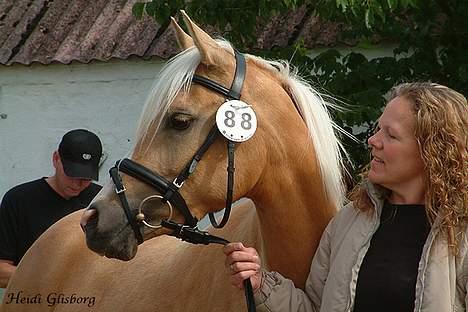 Palomino Shulay Glitz n'Gold - Til kåring - smuk det er hun da. billede 6