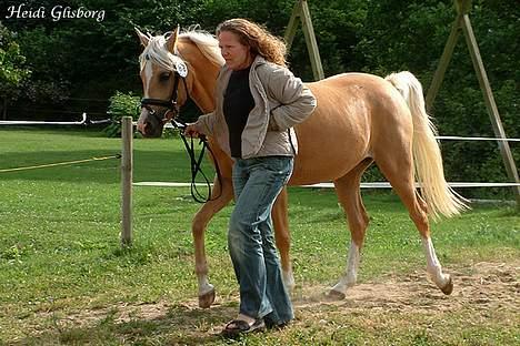 Palomino Shulay Glitz n'Gold billede 7