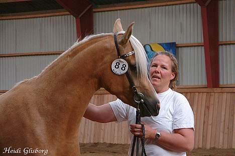 Palomino Shulay Glitz n'Gold - Til kåring billede 8