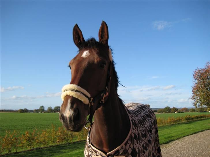 Dansk Varmblod Vesterlykkes Zinfandel - :) billede 1