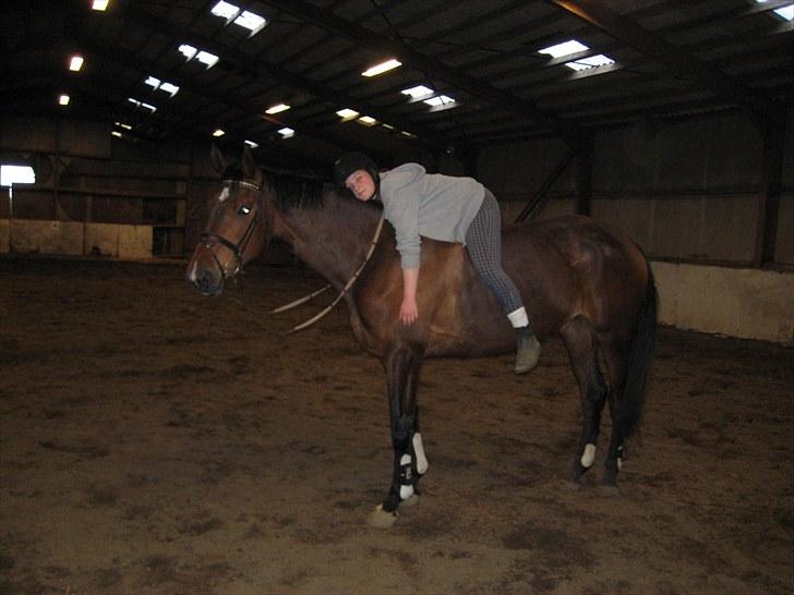 Dansk Varmblod Vesterlykkes Zinfandel - afslapning ;) billede 3