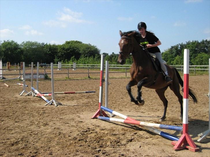 Dansk Varmblod Vesterlykkes Zinfandel - første gang vi springer! billede 4