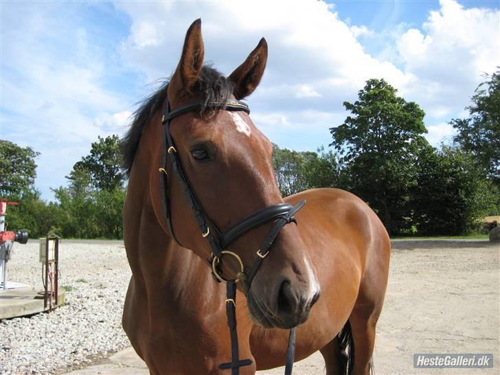 Dansk Varmblod Vesterlykkes Zinfandel billede 7