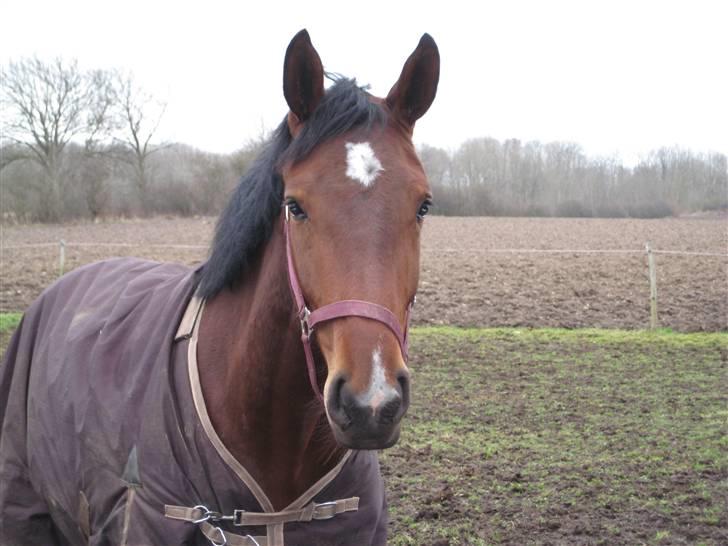 Dansk Varmblod Vesterlykkes Zinfandel billede 10